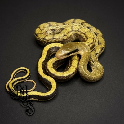 animal image