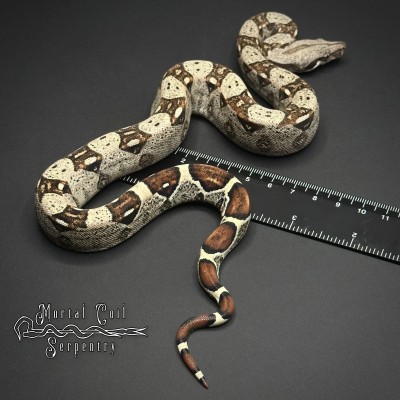 animal image