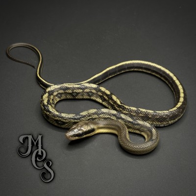 animal image