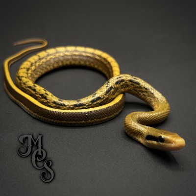 animal image