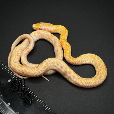 animal image