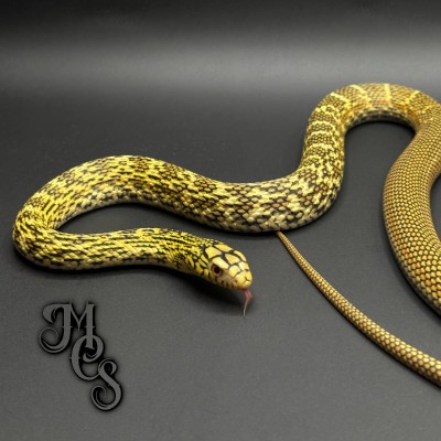 animal image