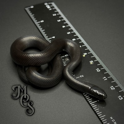 animal image