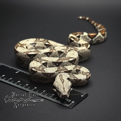 animal image
