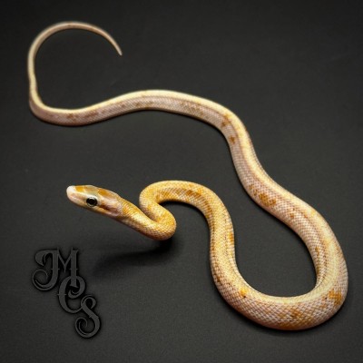 animal image