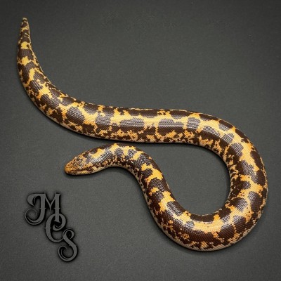 animal image