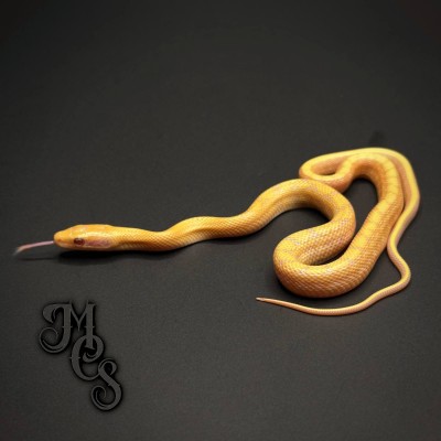 animal image