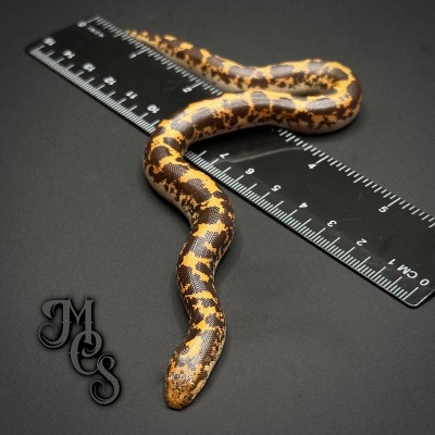 animal image