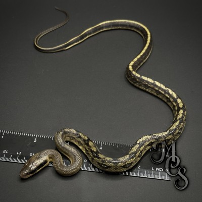 animal image