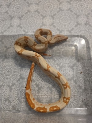animal image