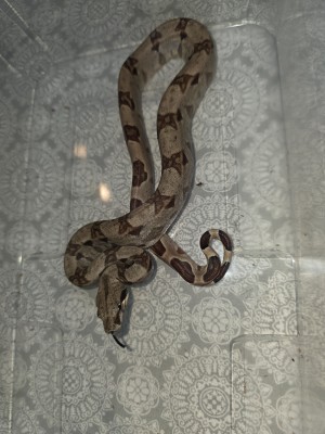 animal image