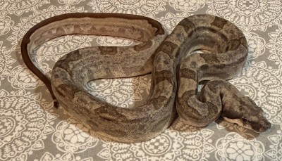 animal image