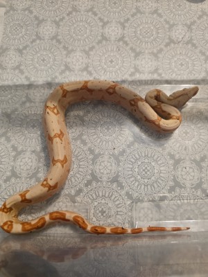 animal image