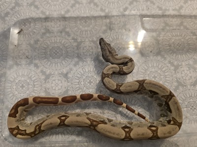 animal image