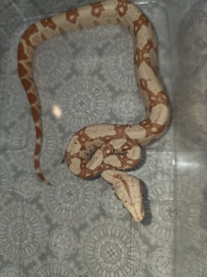 animal image
