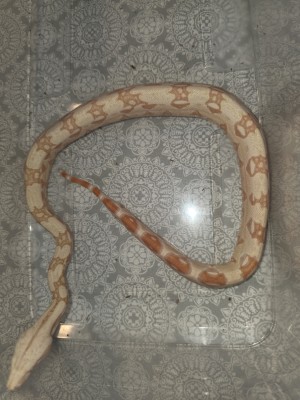 animal image