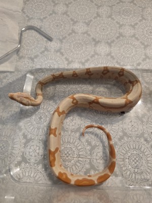 animal image