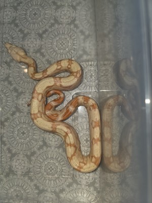 animal image