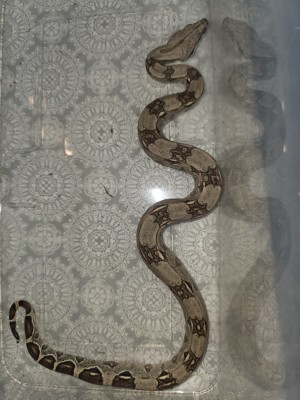 animal image