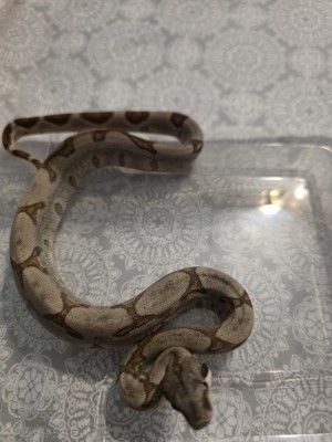 animal image