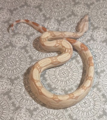 animal image