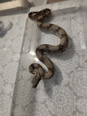 animal image