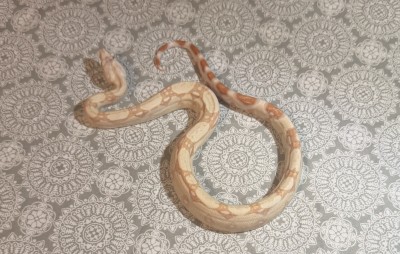 animal image