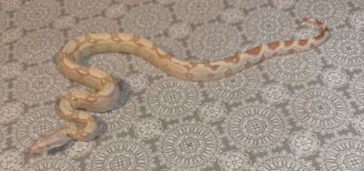 animal image