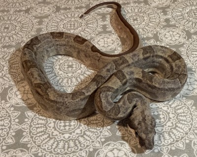 animal image