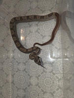 animal image