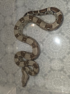animal image