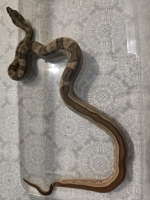 animal image