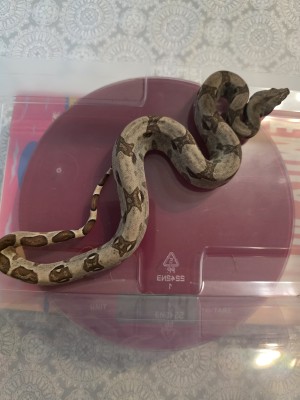 animal image