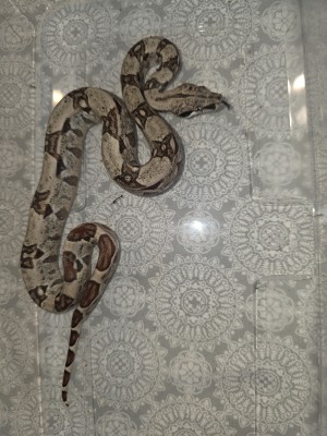 animal image
