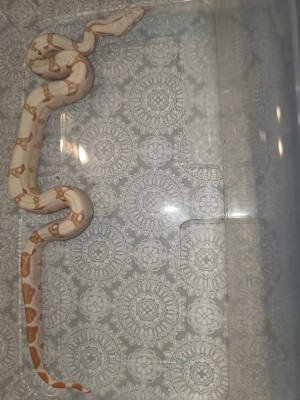 animal image