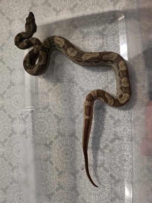 animal image