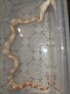 animal image