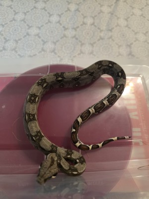 animal image