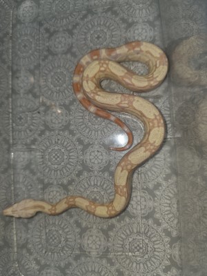 animal image