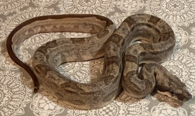 animal image