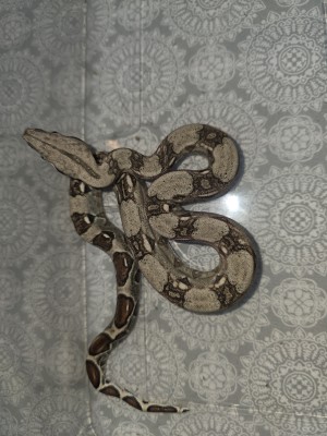 animal image
