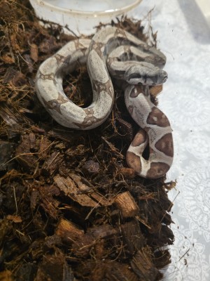 animal image