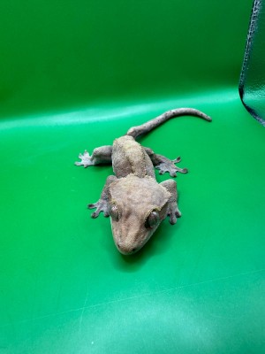 animal image