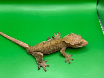 animal image