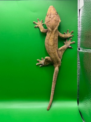 animal image