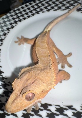 animal image