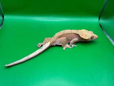 animal image