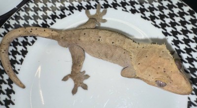 animal image