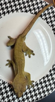 animal image