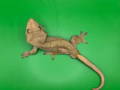 animal image